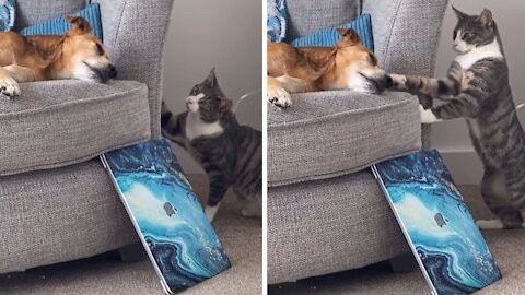 Cat Boops Dog On The Nose For No Reason At All