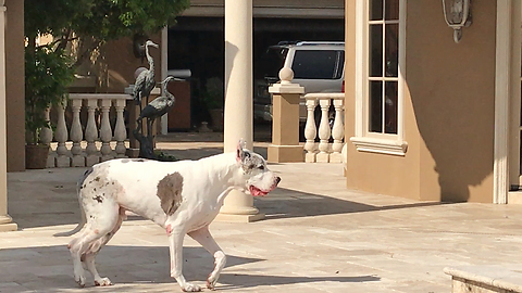 Happy Great Dane Enjoys a Stroll and a Swim