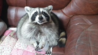 Raccoon finishes grapes, gives bowl back to owner for more