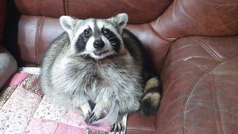 Raccoon finishes grapes, gives bowl back to owner for more