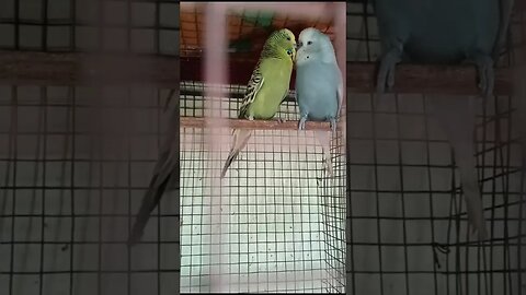#show budgies#cockatiel#cockatiels#parrot#birds