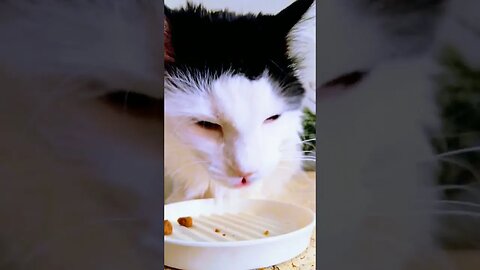 Will work for treats. This cat is a messy eater! ASMR crunch. #cat #shortvideo #mycat #cats #asmr