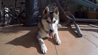 Mini Husky eating peanut butter