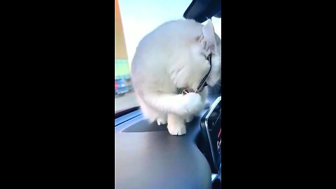 Funny Cat Videos