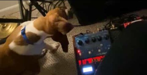 Dog becomes possessed by strange guitar sound