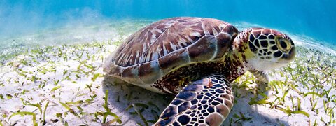 Stunning Sea baby Turtles {4K UltraHD} Tropical Paradise-for Sea & Turtles Lovers 🐢! SeaCreatureSS !