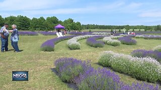 Fragrant Isle Lavender Farm thriving during hot weather