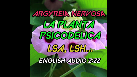 Argyreia Nervosa Investigacion ✅ Rosa Lisérgica 😱Psicodelica😱 Hawaiian Baby Woodrose LSA LSH