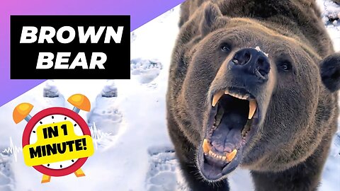 Brown Bear - In 1 Minute! 🐻 The Ferocious Side of These Furry Giants! | 1 Minute Animals