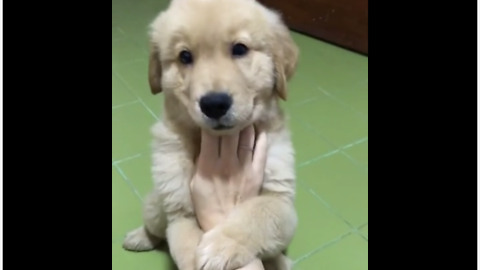 Puppy adorably grabs hold while being scratched