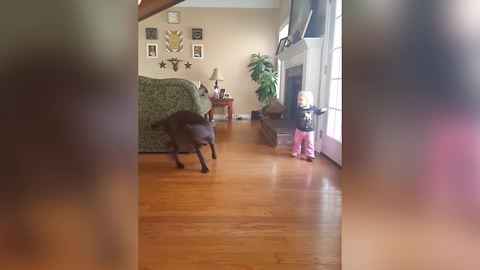 A Dog Chases Its Tail And A Tot Girl Spins Around In Circles