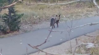 A fox in Grand Teton National Park