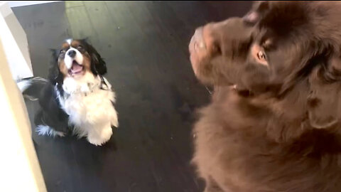 Cute Cavalier Tries To Steal Newfie’s Treat