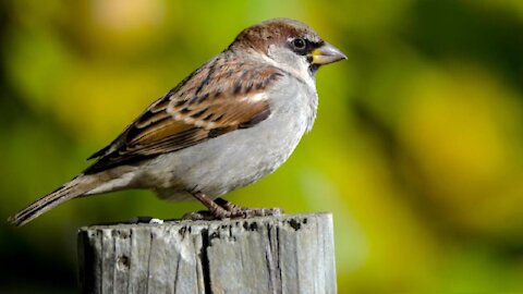 Beautifull Birds Sparrow