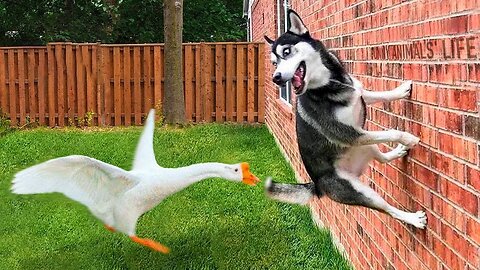 😱 It's To LAUGH When Watching This Video Of The FUNNIEST ANIMALS On Earth 😱 - Funniest part:- 73