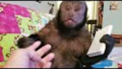 Monkey Working With Calculator Sees a Ghost