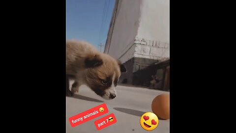 Funny animals part 7😄 | Cute puppy 🐶 playing with egg 🥚