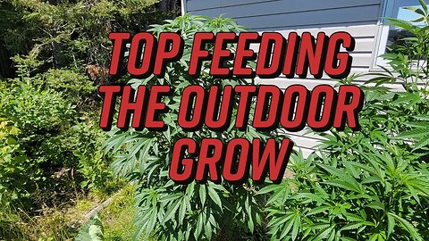 Top Feeding the Outdoor Grow #marshydro #TSW2000 #TS1000 #rootedleaf