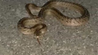 Il tente de toucher un serpent et se fait attaquer