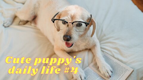 funny puppy's daily life #4 Cute Puppies funny dog