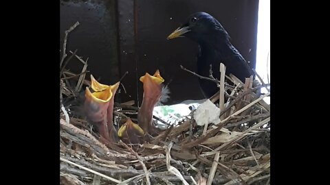 Baby birds being fed by Mom and Dad