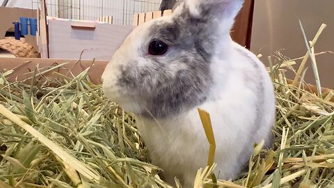 Watch Cute Bunny Eat Hay for *6 Minutes Straight*