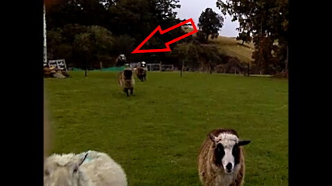 Naughty Sheep!! Arapawa Ewes Don't Like Gates