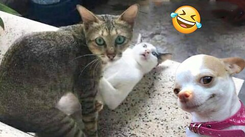 Funniest Cats And Dogs Videos 😁 - Best Funny Animal Videos 2024 #PetValleyy