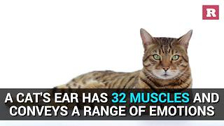 Fun facts about cats | Rare Animals