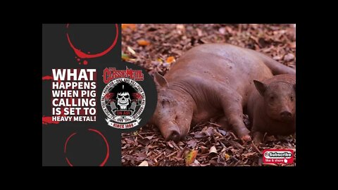 CMS Highlight | What Happens When Pig Calling Is Set To Heavy Metal