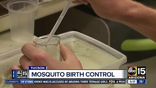 AZ researchers working on mosquito birth control