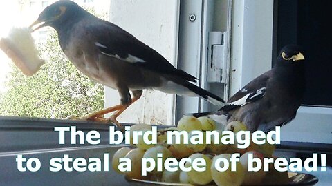 Which The bird managed to steal a piece of bread!