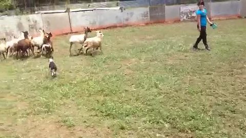 Nature Calls This Boston Terrier To Become A Sheep Herder