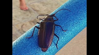 MONSOON BUGS! 8 things you want to know about Palo Verde Beetles - ABC15 Digital