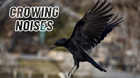 Crow Crowing Noises | Crowing Sounds Of Crow Birds | Kingdom Of Awais