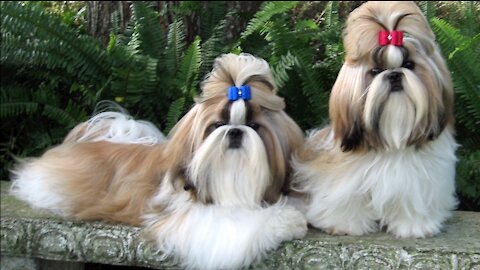 Cutest twins Dog With Brilliant Hairstyle