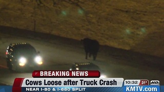 Cattle cause interstate accidents