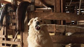 Livestock guard dog drinks fresh cow milk