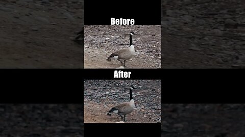 4k Critters - Canon R10 - Before & After Color Grade