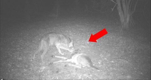 Coyote Attacks Deer - Caught on Trail Cam