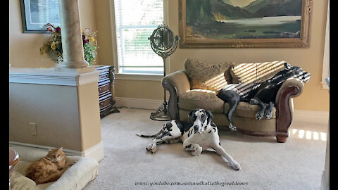 Comfy Great Danes And Cat Aren't Ready To Start Their Day