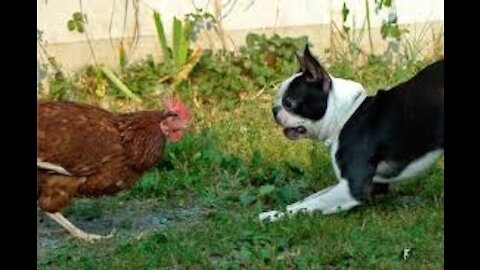Funny Dog Fight Video-Chicken VS Dog Fight