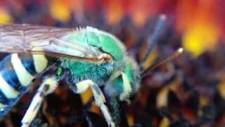 Vespa verde captada em macro filmagem