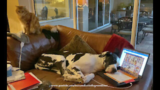 Cat in disbelief as dog uses laptop for a pillow