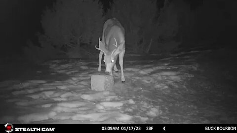 Coyote Howls - Deer Book It! | Outdoor Jack
