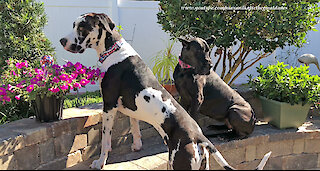 Visiting Cat and Great Danes Make Themselves Right At Home