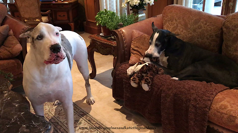 Great Dane Gets Jealous of Dog Sister Loving on Her Stuffed Toy