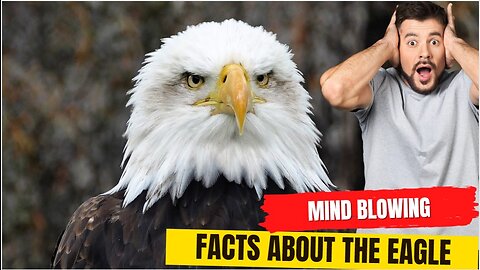 Unbelievable Facts Bald-Headed Eagle and It's Eyesight