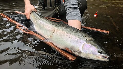 Steelhead Fishing Tips | Properly Handling & Releasing Wild Steelhead