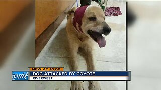 Riverwest woman says her dog was attacked by a coyote